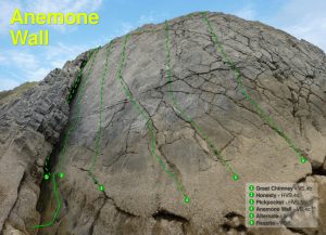 Anemone Wall